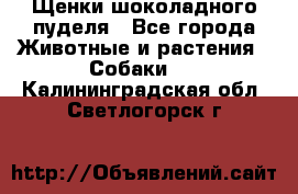 Щенки шоколадного пуделя - Все города Животные и растения » Собаки   . Калининградская обл.,Светлогорск г.